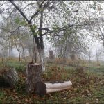 عسل دهکده