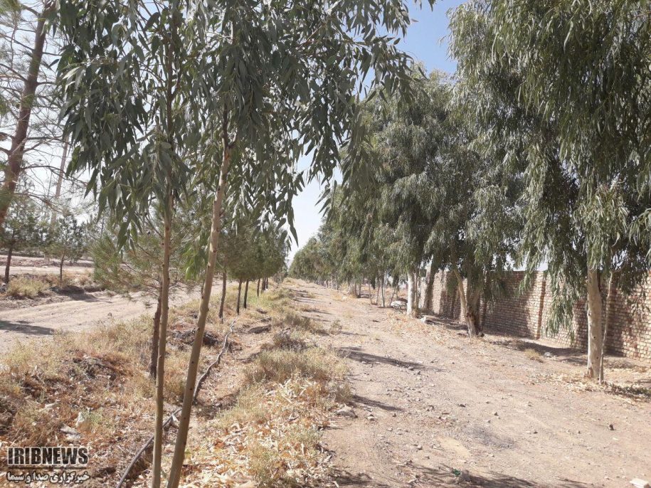 درخت اکالیپتوس