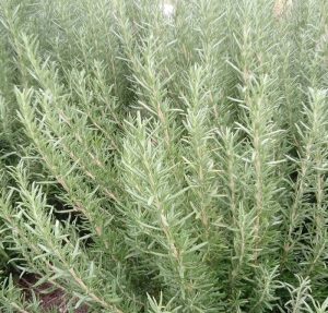 گیاه رزماری