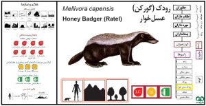  رودک عسل خوار